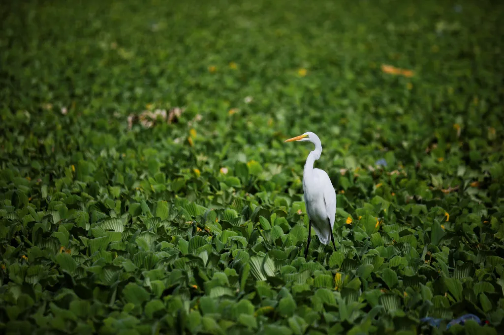 Nádrž pokrytá vodním salátem v salvadorském městě Suchitoto