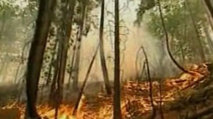 Hořící les v Kalifornii
