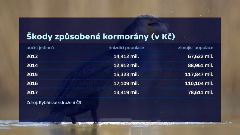 Škody způsobené kormorány