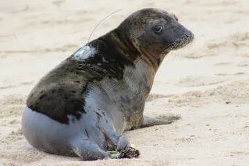 Biologové po půl století odhalili „vývrtkového vraha“ tuleních mláďat