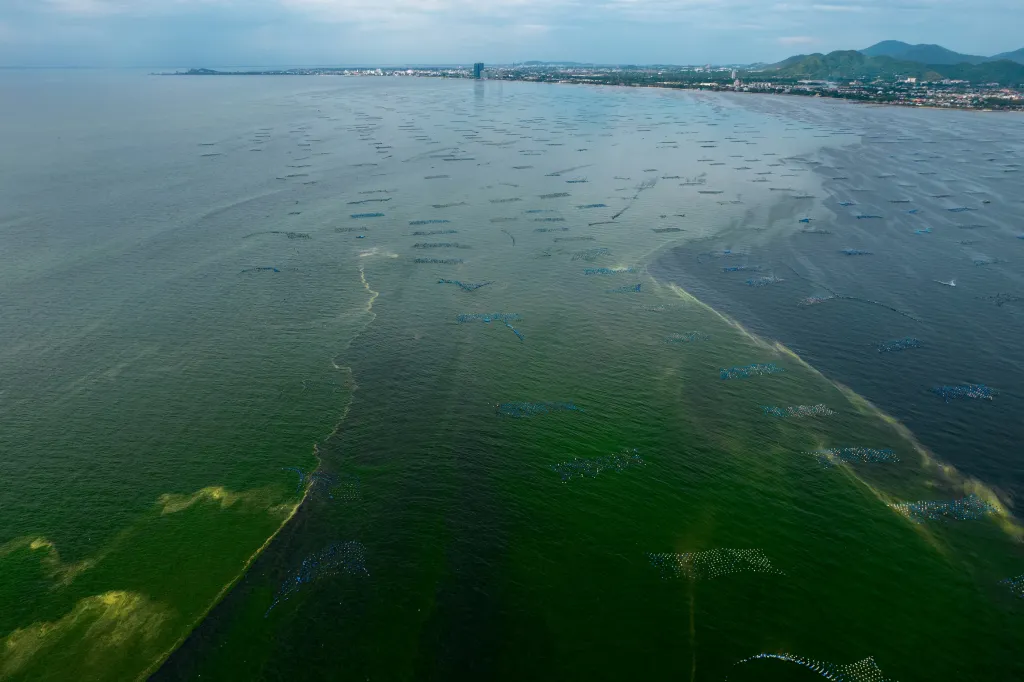 Plankton u pobřeží Thajska vytváří „mrtvou zónu“