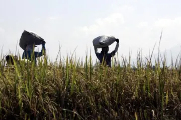 Světový den výživy by měl pomoci přehodnotit podporu biopalivům