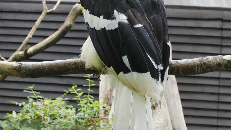 Dospělý dvojzoborožec indický v pražské zoo