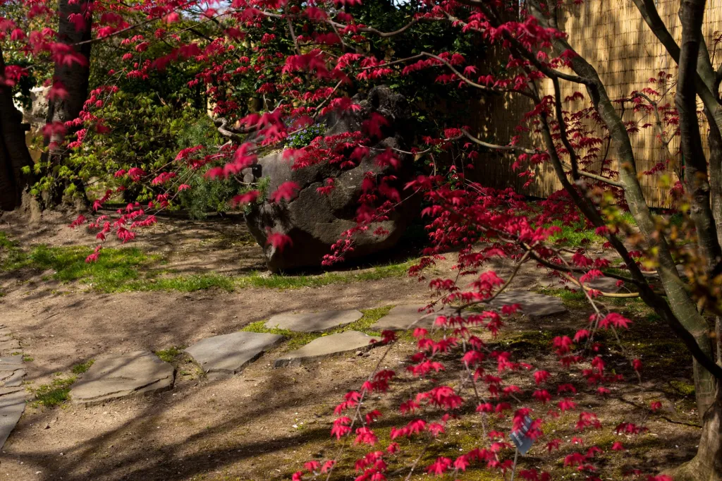 Z důvodu uzavření zahrady se neuskutečnilo několik pravidelných výstav. K těm nejoblíbenějším patří jarní výstava motýlů. Skleník Fata Morgana, kde se koná, je stále uzavřeným prostorem. V tuto chvíli není jasné, jak vláda upraví podmínky vstupu do podobných prostor