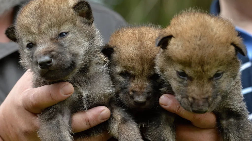Vlčata ze Srní poprvé na veřejnosti