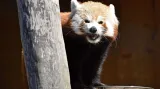 Panda červená v Zoo Olomouc