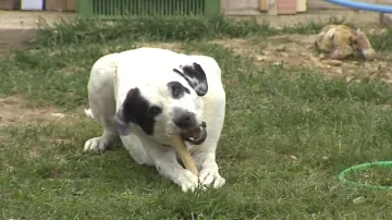 Koná se akce Plná miska