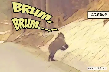 Moravskoslezský kraj vydal výjimečné povolení k odchytu medvědů