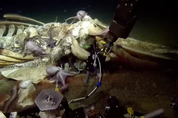 Mrtvé velryby tvoří v temnotě oceánů ostrovy hojnosti