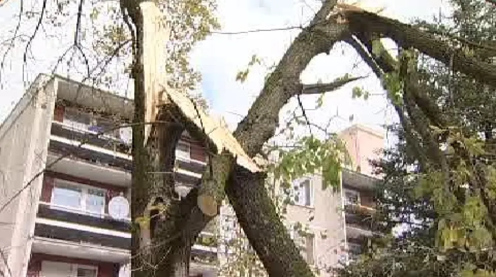 Následky sněhové kalamity