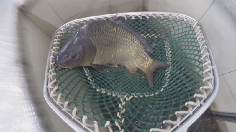 O Vánocích si lidé rybu dopřejí pravidelně, přes rok jich ale jedí stále méně