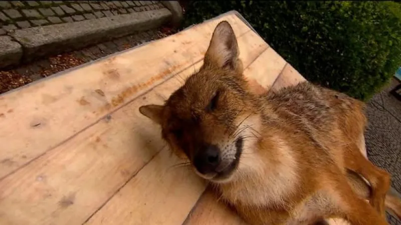 V Kuníně se objevil šakal, myslivec ho omylem zastřelil