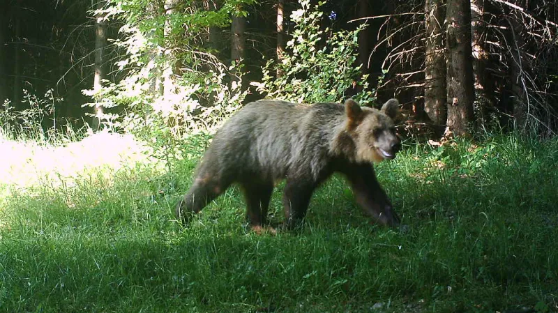 Koncem června zachytila fotopast v okolí Smrku dalšího medvěda
