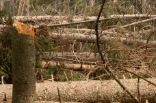 Změna klimatu zvyšuje rizika pro lesy na celém světě, potvrdil český výzkum