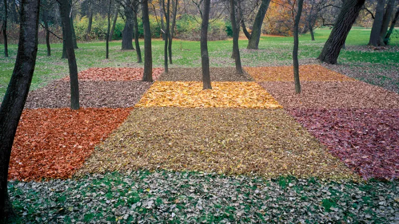 Lesní koberec pro náhodného houbaře, Praha-Stromovka (z výstavy Czechscape)