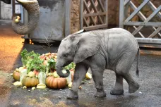 Zlínská zoo slaví, prvnímu českému mláděti slona afrického je půl roku