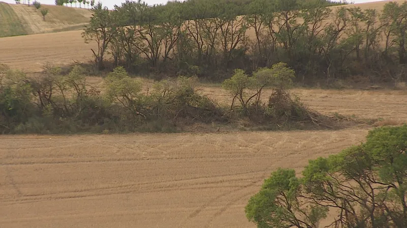 Poničené stromy a keře u Nenkovic