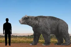V Argentině našli kosti největšího vyhynulého medvěda. Dospělý by měřil čtyři a půl metru