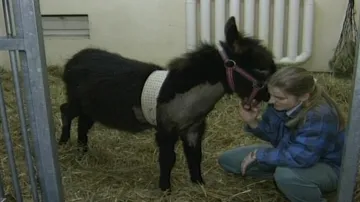 Oslice Rebeka má voperovaný kardiostimulátor