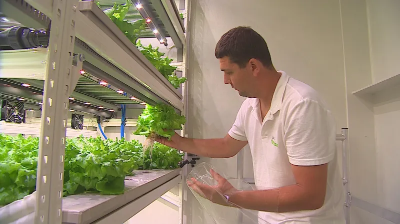 Vypěstovaný salát se může rovnou konzumovat