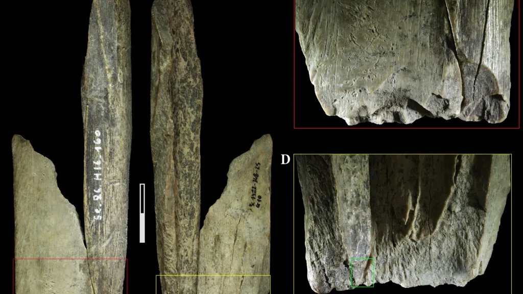 Pravěký neandertálský nástroj vyrobený z kosti jeskynního lva