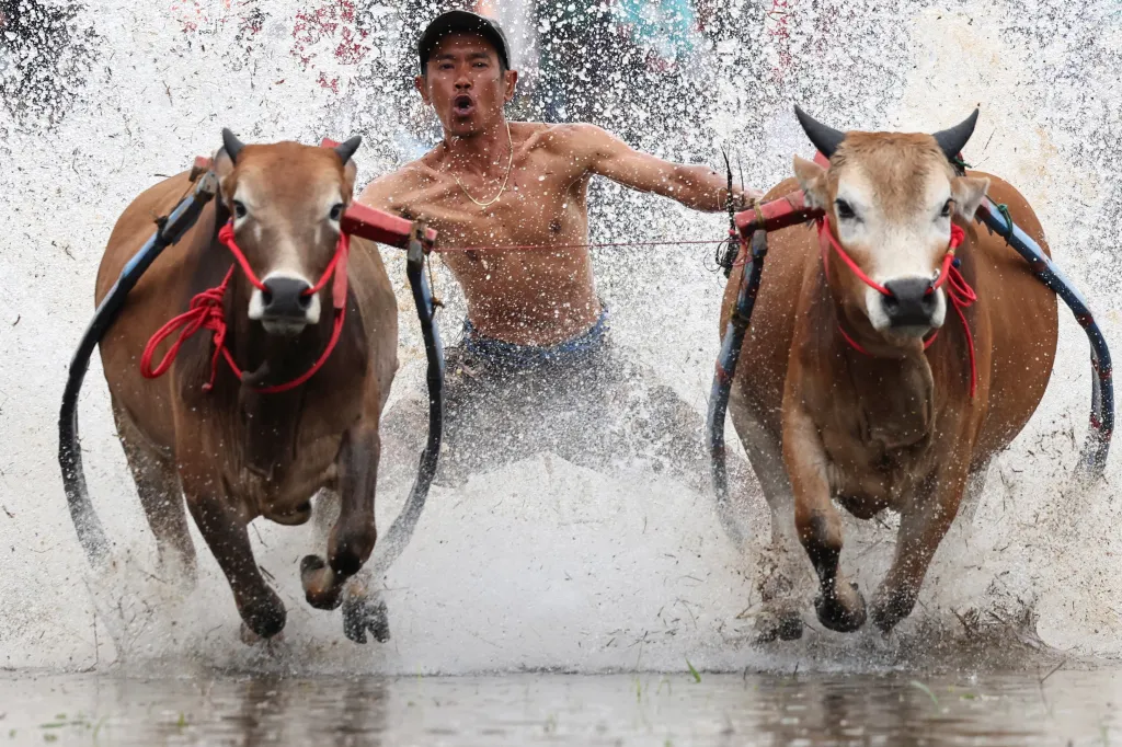 Závod se odehrává na sklizeném rýžovém poli. Jezdci stojí na dřevěném pluhu, volně přivázanému k páru býků, a drží se jich za ocasy