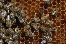 V Brazílii masově umírají včely. Letos jich zemřelo přes půl miliardy