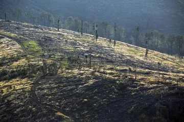 Zaměstnavatelé kritizují stát kvůli pomalému řešení kůrovce, ministr chce najít lidi na výpomoc