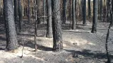 Les u Bzence po uhašení požáru
