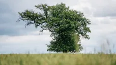 Finalisté soutěže Strom roku 2023