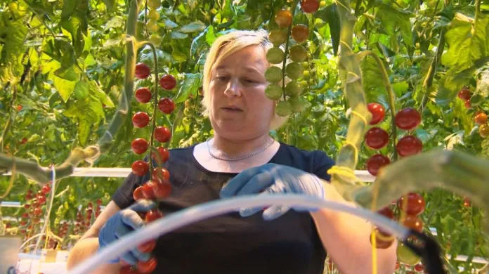 Lenka Linková sklízí keříčky červených rajčat