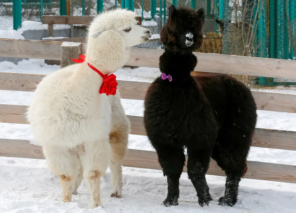 Samec lamy alpaky jménem Romeo se samicí Julií oslavili svatého Valentýna v krasnojarské zoo Rojev Ručej