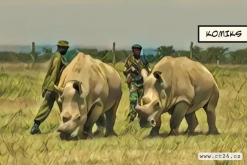 Dvě životaschopná embrya mohou zachránit nosorožce bílé před vyhynutím