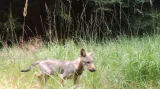 Vlk na Českolipsku