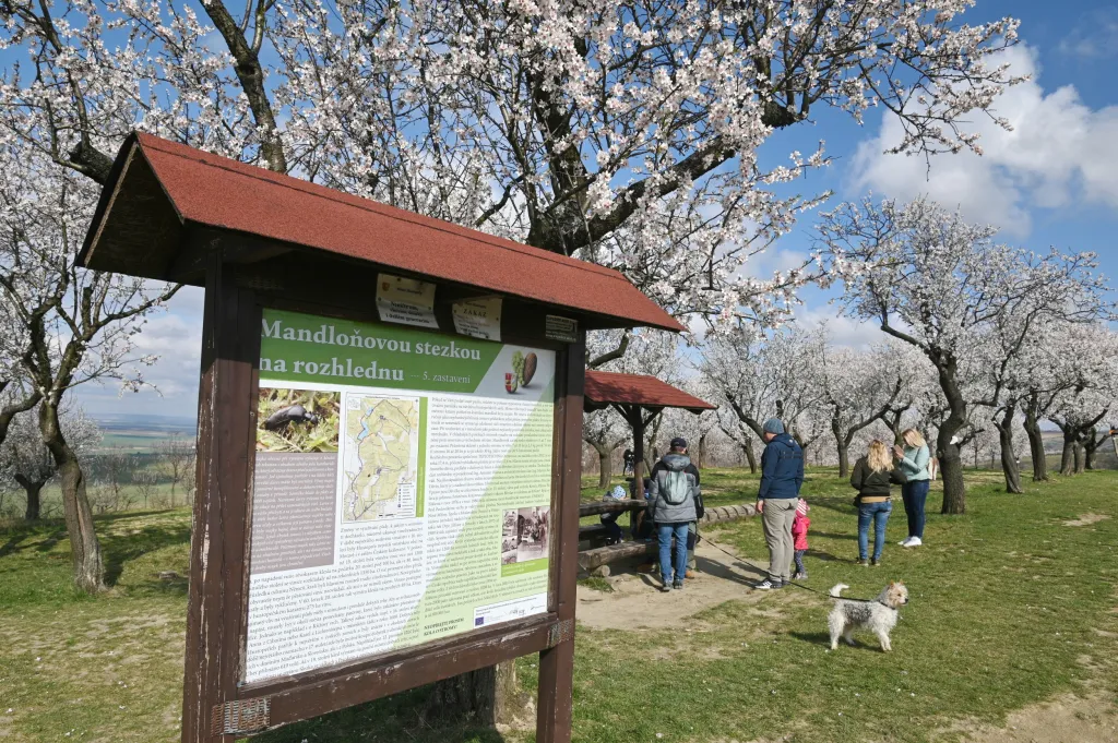 Arboretum bude včleněné do mandloňových sadů