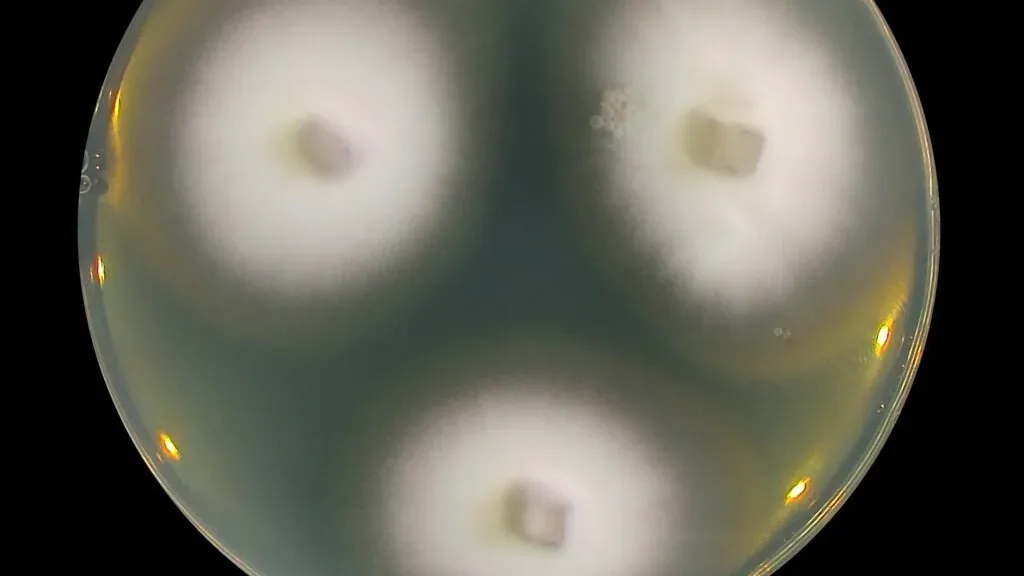 Houba šířící se v Íránu