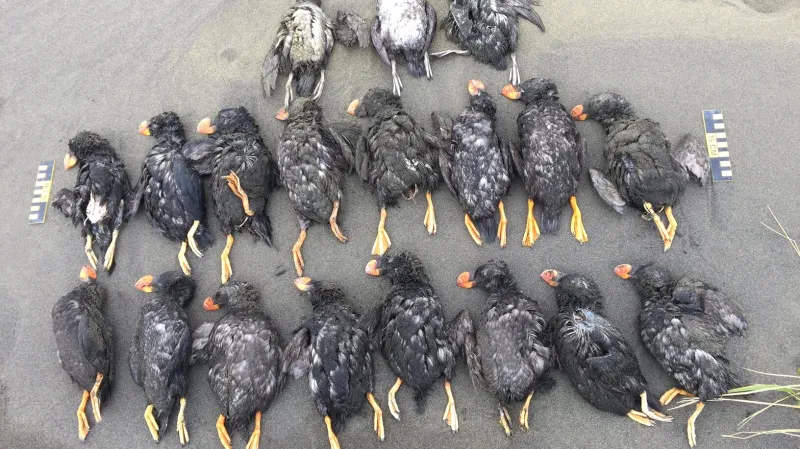 Mrtví papuchalkové