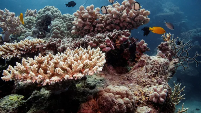 Rozdíl mezi zdravým a odumřelým korálem