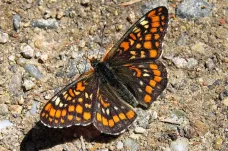 Za posledních 60 let vyhynulo 19 druhů motýlů, polovina zbylých je ohrožená