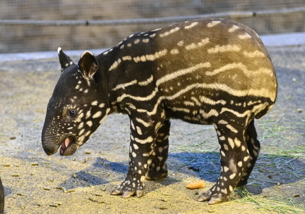 Ve zlínské zoologické zahradě se narodilo mládě tapíra čabrakového