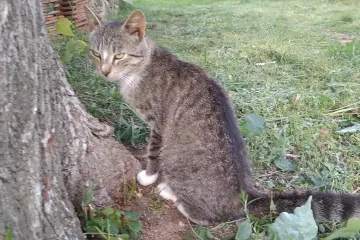 Kočky zabijí v jednom městě 27 milionů zvířat ročně. Jejich lovecké schopnosti vědci podceňovali