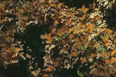 Hejna poletujícího listí. Vzácný motýl musí každý rok uletět tři tisíce kilometrů
