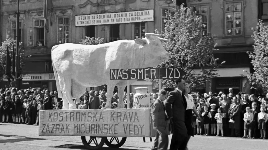 Oslavy 1. máje 1950 v Praze. Na snímku jeden z alegorických vozů a kráva s heslem: Náš směr JZD – Kostromská kráva zázrak mičurinské vědy. Na budově transparent: Dělník za rolníka, rolník za dělníka a tam se svět hne, kam se tato síla napře. (dobový text)