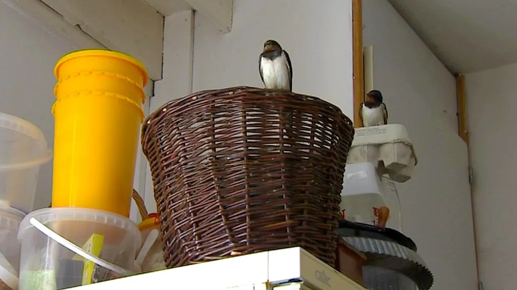 Vlaštovky v kuchyni