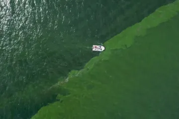 Neobvykle hustý planktonový květ na pobřeží Thajska hubí mořské živočichy