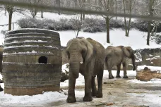 Zlínská zoo nabízí virtuální zapůjčení zvířat, „vzít domů“ si lidé můžou slona nebo lenochoda