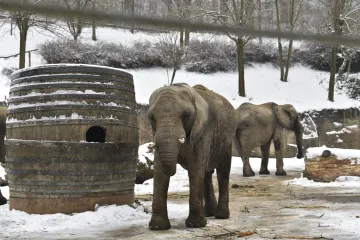 Zlínská zoo nabízí virtuální zapůjčení zvířat, „vzít domů“ si lidé můžou slona nebo lenochoda