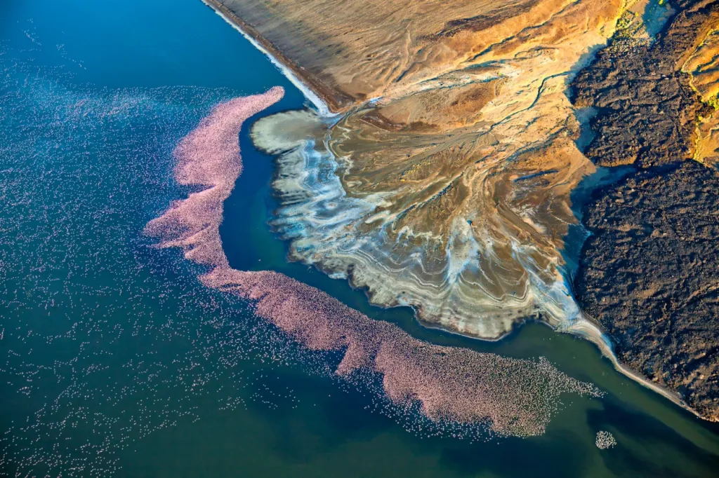 Druhé místo v kategorii Nature: snímek Flamingos at Lake Logipi ukazuje plameňáky, kteří se brzy ráno shromáždili na břehu jezera Logipi