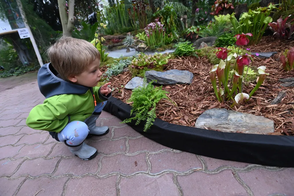 Dítě pozoruje rostliny na výstavě Živé pasti v Olomouci