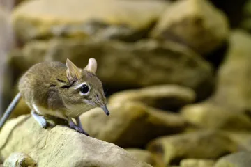 Vědci v Africe objevili vzácný druh bércouna. Půl století byl na seznamu pravděpodobně vyhynulých živočichů